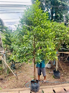 ต้นมั่งมี