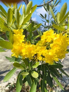 เมล็ดต้นเหลืองดีปรียาธร Silver trumpet tree seed