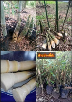 ต้นไผ่บงหวาน ไผ่บงหวาน Burmese Bamboo  Bambusa bur