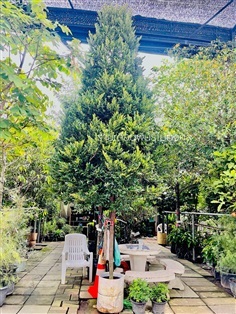 ต้นล่ำซำ