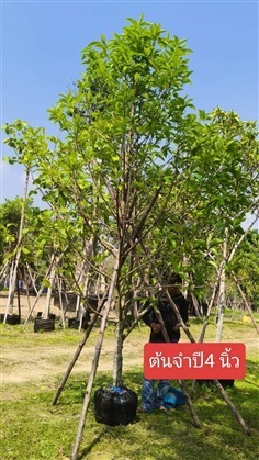 ต้นจำปี