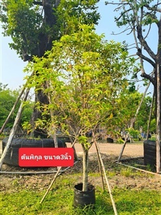 ต้นพิกุล