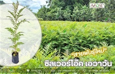 ต้นกล้าซิลเวอร์โอ๊ค เอวาวัน สายพันธุ์ใหม่