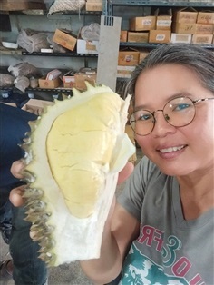 ทุเรียนหมอนทอง