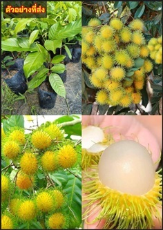เงาะกระหรี่ ต้นเงาะกระหรี่ Rambutan เงาะ ต้นเงาะ