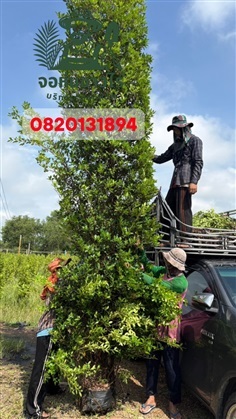 ต้นไทรเกาหลีสูง 4 เมตร