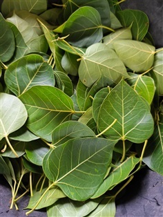 ใบโพธิ์ใบสดแท้จากต้น Ficus religiosa L.  สักยันต์