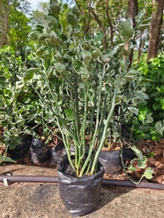 ต้นแสยกกวักเงินกวักทองใบด่าง zigzag plant 