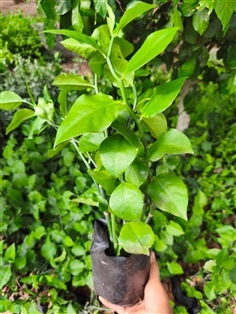 ต้นแสยกเขียว Zigzag Plant