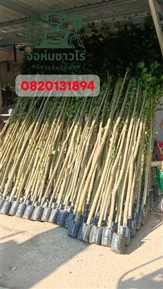 ต้นข่อย สูง 2 เมตร