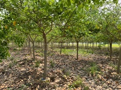 Buahinia purpurea (ชงโคฮอลแลนด์)