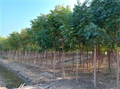 Azadirachta Indica (สะเดา)
