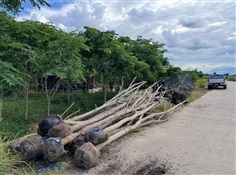 Albizia lebbeck (L.) Benth. (จามจุรีสีทอง) 