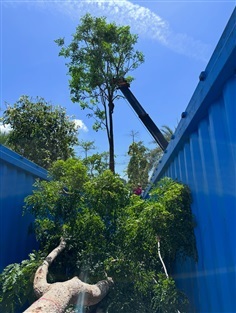 Delonix regia (หางนกยูงฝรั่ง)