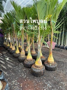 ปาล์มแชมเปญ