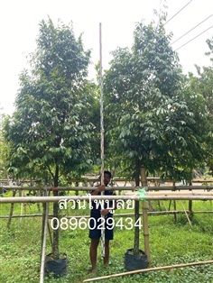 ลำดวน
