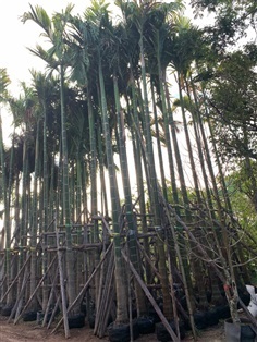 ต้นหมากสงสูง6เมตร