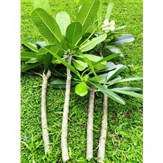 กิ่ง ลีลาวดี Plumeria กิ่งตัดสด