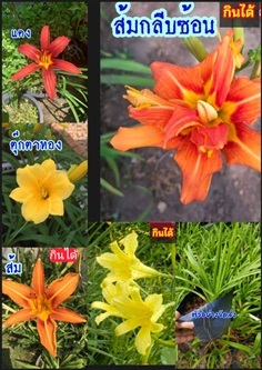 ต้นดอกไม้จีน ดอกไม้จีน เดย์ลิลลี่ Daylily