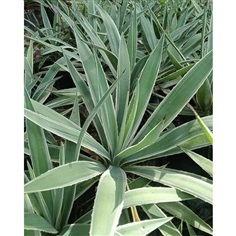 ต้นอากาเว่ ต้นป่าศรนารายณ์ Caribbean Agave ไม้พุ่ม ไม้อวบน้ำ