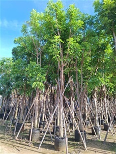 ต้นมะฮอกกานี