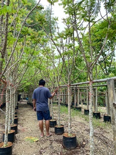 ตันมะยม 2 นิ้ว