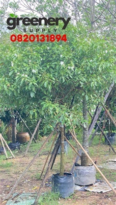 ต้นพุดกังหัน