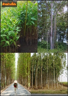 ต้นยูคาลิปตัส ยูคาลิปตัส Eucalyptus