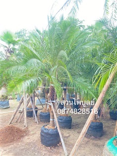 สิบสองปันนา