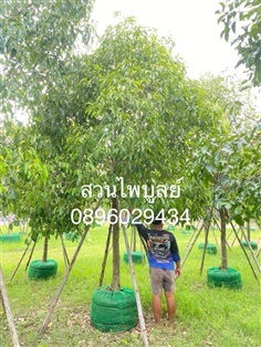 พิกุล