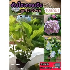 ต้นไฮเดรนเยียร์