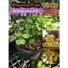 ต้นแปะก๊วย