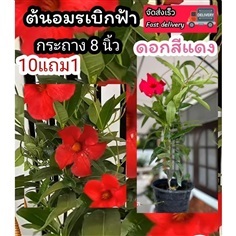 ต้นอมรเบิกฟ้าสีแดง