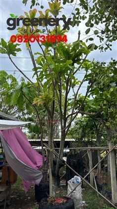 ต้นจิกเศรษฐี 7" สูง 5   เมตร