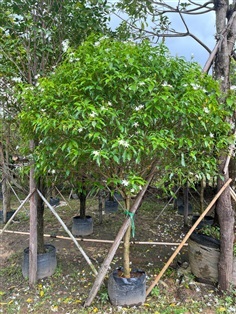 ต้นพุดชมพู