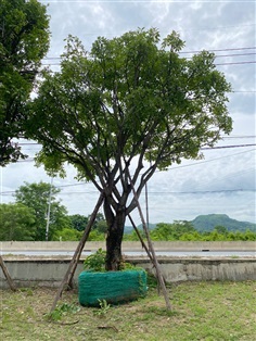 จิกน้ำ