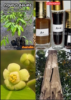 ต้นกฤษณา กฤษณา ไม้กฤษณา Eagle Wood Aquilaria crass