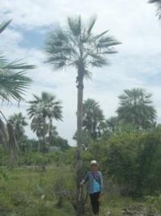 Copernicia prunifera