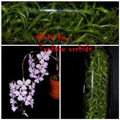 Den.fytchianum Pink หวายตะวันตกชมพู