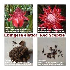 Etlingera elatior &#39;Red Sceptre&#39; (Seeds)