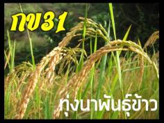 ข้าวปลูกพันธุ์ กข31