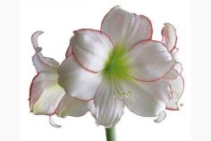 ว่านสี่ทิศ Picotee Amaryllis