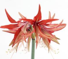 ว่านสี่ทิศ Sumatra Amaryllis