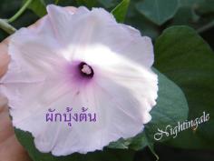 ผักบุ้งต้น Ipomoea Carnea Jacq 