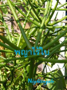 พญาไร้ใบEuphorbia tirucalli Linn. 
