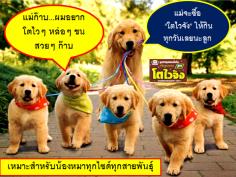 อาหารเสริมสัตว์ โตไวจัง