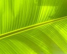 ใบตองกล้วยน้ำว้า/Banana Leaves