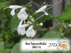 ซันเวียคอกซิเนีย (สีขาว)