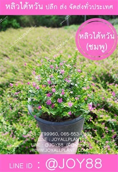 ขายต้นหลิวไต้หวัน ปลีก-ส่ง ทั่วประเทศ