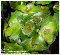 Tradescantia fluminensisn Green